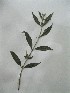  (Buddleja lindleyana - NIBGE-GCUBG-96)  @11 [ ] CreativeCommons - Attribution Non-Commercial Share-Alike (2011) Zaheer Khan GC University Lahore, Pakistan