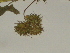  ( - GCUL-FDGK-127)  @11 [ ] CreativeCommons - Attribution Non-Commercial Share-Alike (2012) Saadullah Khan DR.SULTAN HERBARIUM, GC University Lahore