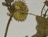  ( - GCUL-FDGK-128)  @11 [ ] CreativeCommons - Attribution Non-Commercial Share-Alike (2012) Saadullah Khan DR.SULTAN HERBARIUM, GC University Lahore