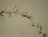  ( - GCUL-FDGK-130)  @11 [ ] CreativeCommons - Attribution Non-Commercial Share-Alike (2012) Saadullah Khan DR.SULTAN HERBARIUM, GC University Lahore