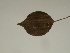  ( - GCUL-FDGK-141)  @11 [ ] CreativeCommons - Attribution Non-Commercial Share-Alike (2012) Saadullah Khan DR.SULTAN HERBARIUM, GC University Lahore
