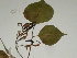  ( - GCUL-FDGK-142)  @11 [ ] CreativeCommons - Attribution Non-Commercial Share-Alike (2012) Saadullah Khan DR.SULTAN HERBARIUM, GC University Lahore