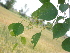  ( - GCUL-FDGK-144)  @11 [ ] CreativeCommons - Attribution Non-Commercial Share-Alike (2012) Saadullah Khan DR.SULTAN HERBARIUM, GC University Lahore