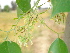  ( - GCUL-FDGK-145)  @11 [ ] CreativeCommons - Attribution Non-Commercial Share-Alike (2012) Saadullah Khan DR.SULTAN HERBARIUM, GC University Lahore