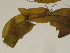  (Lathyrus aphaca - GCUL-FDGK-152)  @11 [ ] CreativeCommons - Attribution Non-Commercial Share-Alike (2012) Saadullah Khan DR.SULTAN HERBARIUM, GC University Lahore
