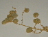  (Suaeda fruticosa - GCUL-FDGK-16)  @11 [ ] CreativeCommons - Attribution Non-Commercial Share-Alike (2012) Saadullah Khan DR.SULTAN HERBARIUM, GC University Lahore