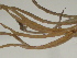  ( - GCUL-FDGK-166)  @11 [ ] CreativeCommons - Attribution Non-Commercial Share-Alike (2012) Saadullah Khan DR.SULTAN HERBARIUM, GC University Lahore