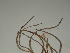  ( - GCUL-FDGK-167)  @11 [ ] CreativeCommons - Attribution Non-Commercial Share-Alike (2012) Saadullah Khan DR.SULTAN HERBARIUM, GC University Lahore