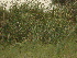 ( - GCUL-FDGK-168)  @11 [ ] CreativeCommons - Attribution Non-Commercial Share-Alike (2012) Saadullah Khan DR.SULTAN HERBARIUM, GC University Lahore