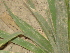  ( - GCUL-FDGK-170)  @11 [ ] CreativeCommons - Attribution Non-Commercial Share-Alike (2012) Saadullah Khan DR.SULTAN HERBARIUM, GC University Lahore
