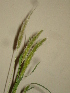  ( - GCUL-FDGK-235)  @11 [ ] CreativeCommons - Attribution Non-Commercial Share-Alike (2012) Saadullah Khan DR.SULTAN HERBARIUM, GC University Lahore