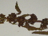  ( - GCUL-FDGK-237)  @11 [ ] CreativeCommons - Attribution Non-Commercial Share-Alike (2012) Saadullah Khan DR.SULTAN HERBARIUM, GC University Lahore