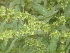  ( - GCUL-FDGK-238)  @11 [ ] CreativeCommons - Attribution Non-Commercial Share-Alike (2012) Saadullah Khan DR.SULTAN HERBARIUM, GC University Lahore