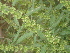  ( - GCUL-FDGK-239)  @11 [ ] CreativeCommons - Attribution Non-Commercial Share-Alike (2012) Saadullah Khan DR.SULTAN HERBARIUM, GC University Lahore