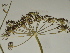  ( - GCUL-FDGK-243)  @11 [ ] CreativeCommons - Attribution Non-Commercial Share-Alike (2012) Saadullah Khan DR.SULTAN HERBARIUM, GC University Lahore