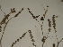  ( - GCUL-FDGK-256)  @11 [ ] CreativeCommons - Attribution Non-Commercial Share-Alike (2012) Saadullah Khan DR.SULTAN HERBARIUM, GC University Lahore