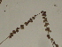  ( - GCUL-FDGK-257)  @11 [ ] CreativeCommons - Attribution Non-Commercial Share-Alike (2012) Saadullah Khan DR.SULTAN HERBARIUM, GC University Lahore