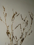  ( - GCUL-FDGK-258)  @11 [ ] CreativeCommons - Attribution Non-Commercial Share-Alike (2012) Saadullah Khan DR.SULTAN HERBARIUM, GC University Lahore