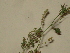  ( - GCUL-FDGK-260)  @11 [ ] CreativeCommons - Attribution Non-Commercial Share-Alike (2012) Saadullah Khan DR.SULTAN HERBARIUM, GC University Lahore