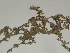  ( - GCUL-FDGK-317)  @11 [ ] CreativeCommons - Attribution Non-Commercial Share-Alike (2012) Saadullah Khan DR.SULTAN HERBARIUM, GC University Lahore