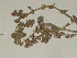  ( - GCUL-FDGK-318)  @11 [ ] CreativeCommons - Attribution Non-Commercial Share-Alike (2012) Saadullah Khan DR.SULTAN HERBARIUM, GC University Lahore