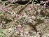  ( - GCUL-FDGK-319)  @11 [ ] CreativeCommons - Attribution Non-Commercial Share-Alike (2012) Saadullah Khan DR.SULTAN HERBARIUM, GC University Lahore