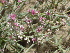  ( - GCUL-FDGK-320)  @11 [ ] CreativeCommons - Attribution Non-Commercial Share-Alike (2012) Saadullah Khan DR.SULTAN HERBARIUM, GC University Lahore