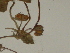  ( - GCUL-FDGK-337)  @11 [ ] CreativeCommons - Attribution Non-Commercial Share-Alike (2012) Saadullah Khan DR.SULTAN HERBARIUM, GC University Lahore