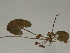  ( - GCUL-FDGK-338)  @11 [ ] CreativeCommons - Attribution Non-Commercial Share-Alike (2012) Saadullah Khan DR.SULTAN HERBARIUM, GC University Lahore