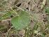  ( - GCUL-FDGK-339)  @11 [ ] CreativeCommons - Attribution Non-Commercial Share-Alike (2012) Saadullah Khan DR.SULTAN HERBARIUM, GC University Lahore