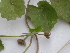  ( - GCUL-FDGK-340)  @11 [ ] CreativeCommons - Attribution Non-Commercial Share-Alike (2012) Saadullah Khan DR.SULTAN HERBARIUM, GC University Lahore