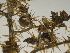  ( - GCUL-FDGK-352)  @11 [ ] CreativeCommons - Attribution Non-Commercial Share-Alike (2012) Saadullah Khan DR.SULTAN HERBARIUM, GC University Lahore