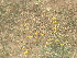  ( - GCUL-FDGK-353)  @11 [ ] CreativeCommons - Attribution Non-Commercial Share-Alike (2012) Saadullah Khan DR.SULTAN HERBARIUM, GC University Lahore