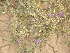  ( - GCUL-FDGK-354)  @11 [ ] CreativeCommons - Attribution Non-Commercial Share-Alike (2012) Saadullah Khan DR.SULTAN HERBARIUM, GC University Lahore