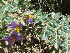  ( - GCUL-FDGK-355)  @11 [ ] CreativeCommons - Attribution Non-Commercial Share-Alike (2012) Saadullah Khan DR.SULTAN HERBARIUM, GC University Lahore