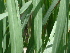  ( - GCUL-FDGK-373)  @11 [ ] CreativeCommons - Attribution Non-Commercial Share-Alike (2012) Saadullah Khan DR.SULTAN HERBARIUM, GC University Lahore