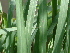  ( - GCUL-FDGK-374)  @11 [ ] CreativeCommons - Attribution Non-Commercial Share-Alike (2012) Saadullah Khan DR.SULTAN HERBARIUM, GC University Lahore