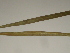  ( - GCUL-FDGK-375)  @11 [ ] CreativeCommons - Attribution Non-Commercial Share-Alike (2012) Saadullah Khan DR.SULTAN HERBARIUM, GC University Lahore