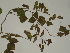  ( - GCUL-FDGK-387)  @11 [ ] CreativeCommons - Attribution Non-Commercial Share-Alike (2013) Saadullah Khan DR.SULTAN HERBARIUM, GC University Lahore