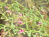  ( - GCUL-FDGK-402)  @11 [ ] CreativeCommons - Attribution Non-Commercial Share-Alike (2013) Saadullah Khan DR.SULTAN HERBARIUM, GC University Lahore