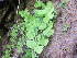  (Adiantum capillus-veneris - GCUL-FDGK-446)  @11 [ ] CreativeCommons - Attribution Non-Commercial Share-Alike (2013) Saadullah Khan DR.SULTAN HERBARIUM, GC University Lahore