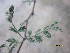  (Acacia brownii - GCUL-FDGK-469)  @11 [ ] CreativeCommons - Attribution Non-Commercial Share-Alike (2013) Saadullah Khan DR.SULTAN HERBARIUM, GC University Lahore