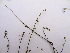  (Dipterygium - GCUL-FDGK-471)  @11 [ ] CreativeCommons - Attribution Non-Commercial Share-Alike (2013) Saadullah Khan DR.SULTAN HERBARIUM, GC University Lahore