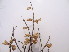  (Horminum - GCUL-FDGK-478)  @11 [ ] CreativeCommons - Attribution Non-Commercial Share-Alike (2013) Saadullah Khan DR.SULTAN HERBARIUM, GC University Lahore
