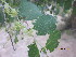 ( - GCUL-FDGK-479)  @11 [ ] CreativeCommons - Attribution Non-Commercial Share-Alike (2013) Saadullah Khan DR.SULTAN HERBARIUM, GC University Lahore