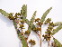  ( - GCUL-FDGK-483)  @11 [ ] CreativeCommons - Attribution Non-Commercial Share-Alike (2013) Saadullah Khan DR.SULTAN HERBARIUM, GC University Lahore