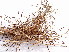  ( - GCUL-FDGK-485)  @11 [ ] CreativeCommons - Attribution Non-Commercial Share-Alike (2013) Saadullah Khan DR.SULTAN HERBARIUM, GC University Lahore