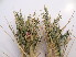  ( - GCUL-FDGK-489)  @11 [ ] CreativeCommons - Attribution Non-Commercial Share-Alike (2013) Saadullah Khan DR.SULTAN HERBARIUM, GC University Lahore
