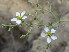  (Fagonia cretica - GCUL-FDGK-501)  @11 [ ] CreativeCommons - Attribution Non-Commercial Share-Alike (2013) Saadullah Khan DR.SULTAN HERBARIUM, GC University Lahore