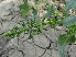  ( - GCUL-FDGK-526)  @11 [ ] CreativeCommons - Attribution Non-Commercial Share-Alike (2013) Saadullah Khan DR.SULTAN HERBARIUM, GC University Lahore